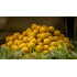 Monster carp boilies tiger corn 16mm 